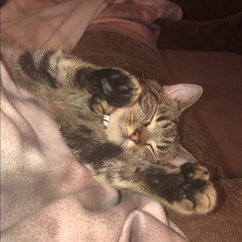 Meet your Posher, Misty